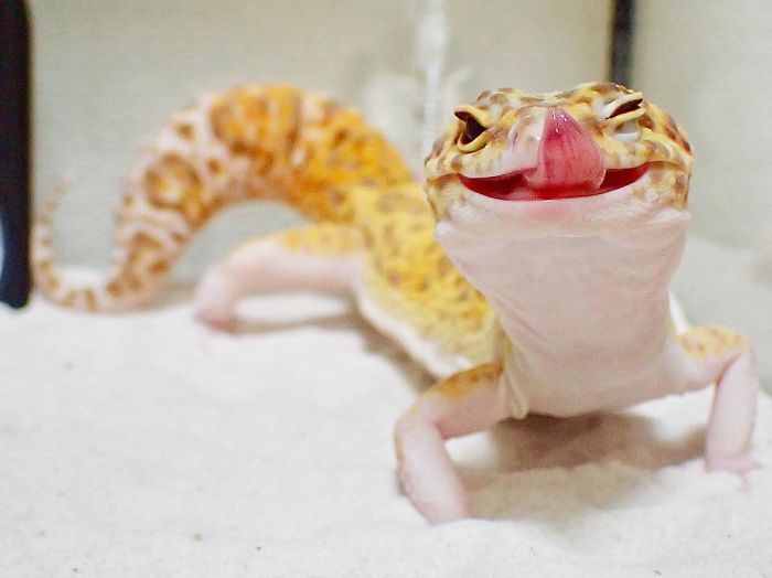 This Gecko Can’t Stop Smiling When He’s Around His Toy Gecko, And Their Pics Will Make Your Day This Gecko Can’t Stop Smiling When He’s Around His Toy Gecko, And Their Pics Will Make Your Day