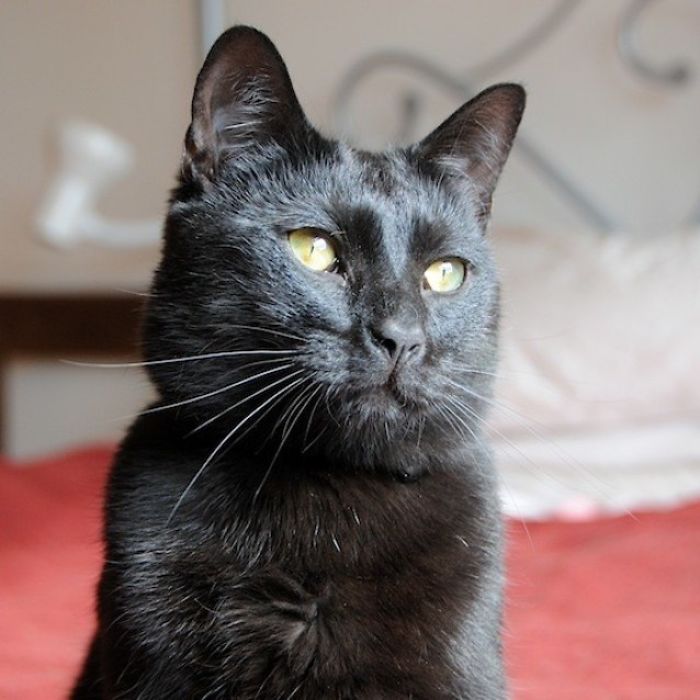 Shelter Writes Brutally Honest Adoption Memo For Their &#8216;Utter Bastard Of A Cat&#8217;