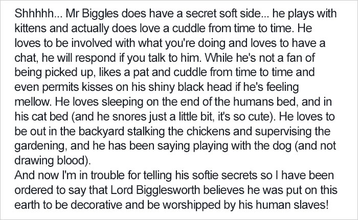 Shelter Writes Brutally Honest Adoption Memo For Their &#8216;Utter Bastard Of A Cat&#8217;