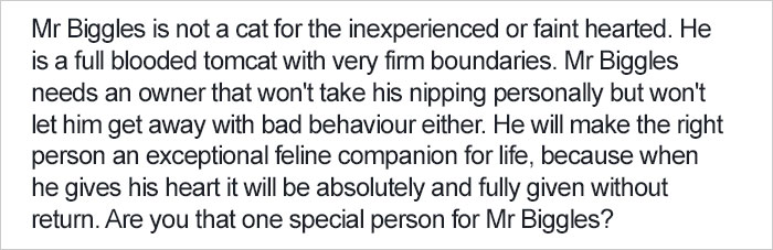 Shelter Writes Brutally Honest Adoption Memo For Their &#8216;Utter Bastard Of A Cat&#8217;