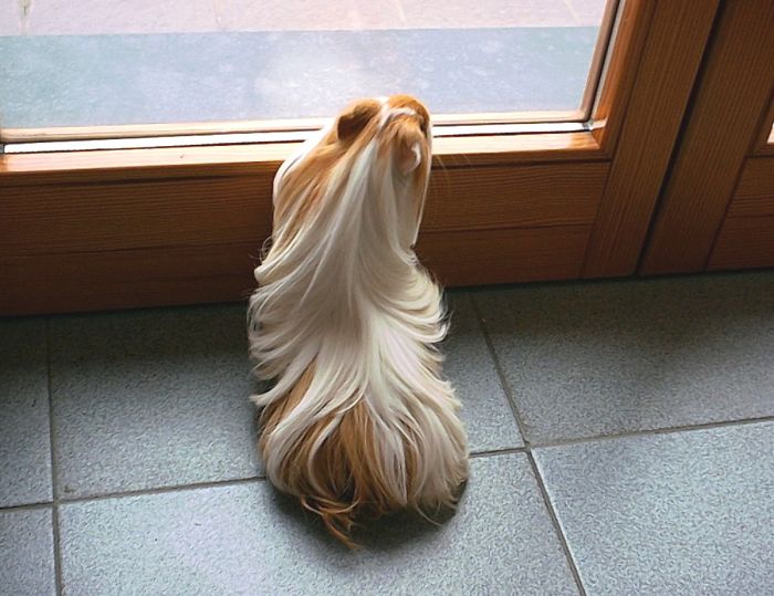 53 Guinea Pigs With The Most Majestic Hair 53 Guinea Pigs With The Most Majestic Hair