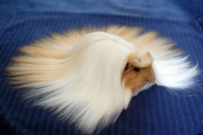 53 Guinea Pigs With The Most Majestic Hair 53 Guinea Pigs With The Most Majestic Hair