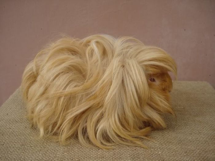 53 Guinea Pigs With The Most Majestic Hair 53 Guinea Pigs With The Most Majestic Hair