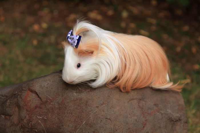 53 Guinea Pigs With The Most Majestic Hair 53 Guinea Pigs With The Most Majestic Hair