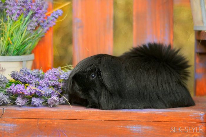 53 Guinea Pigs With The Most Majestic Hair 53 Guinea Pigs With The Most Majestic Hair