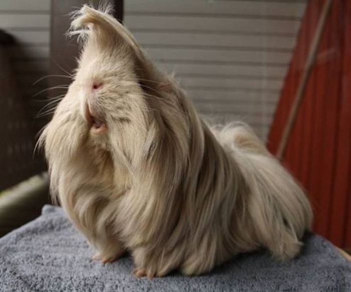 53 Guinea Pigs With The Most Majestic Hair 53 Guinea Pigs With The Most Majestic Hair