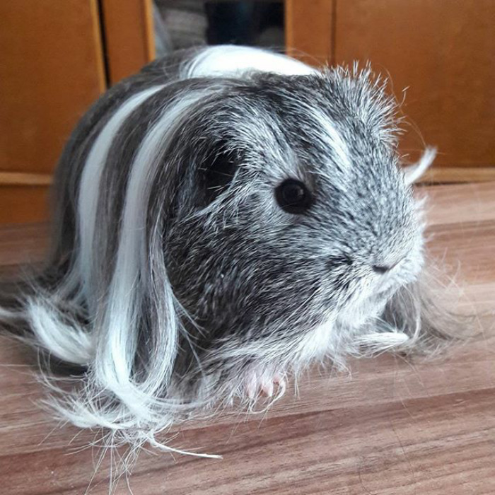 53 Guinea Pigs With The Most Majestic Hair 53 Guinea Pigs With The Most Majestic Hair