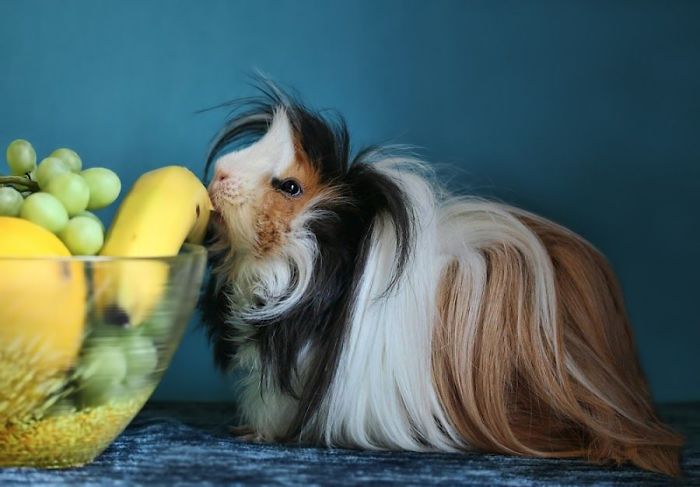 53 Guinea Pigs With The Most Majestic Hair 53 Guinea Pigs With The Most Majestic Hair