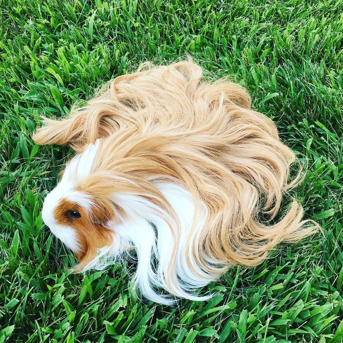 53 Guinea Pigs With The Most Majestic Hair 53 Guinea Pigs With The Most Majestic Hair