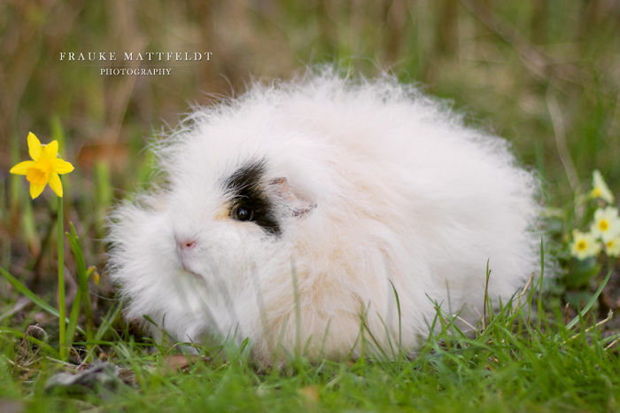 53 Guinea Pigs With The Most Majestic Hair 53 Guinea Pigs With The Most Majestic Hair