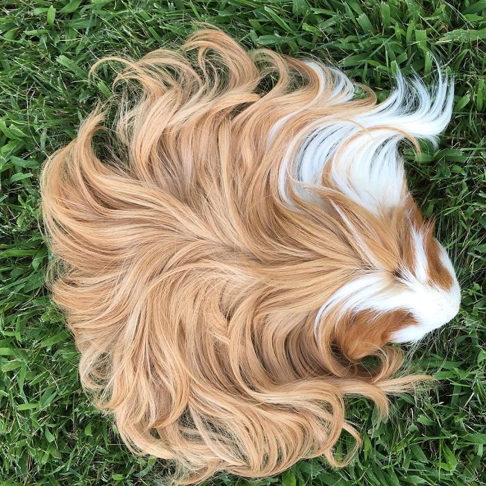 53 Guinea Pigs With The Most Majestic Hair 53 Guinea Pigs With The Most Majestic Hair