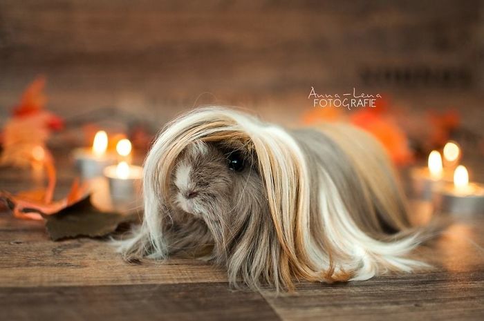 53 Guinea Pigs With The Most Majestic Hair 53 Guinea Pigs With The Most Majestic Hair