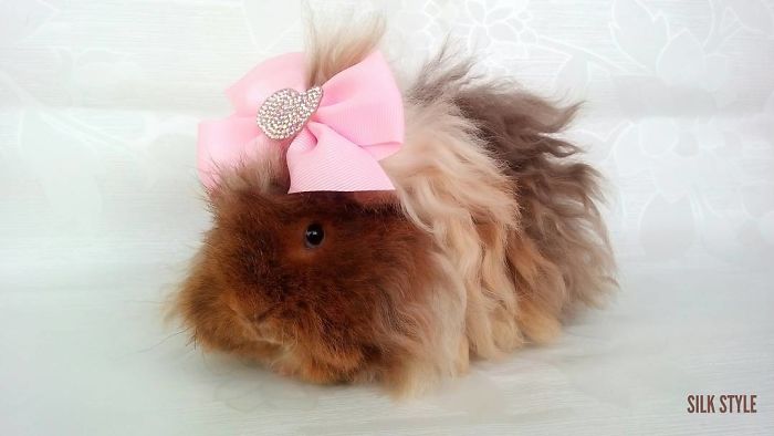 53 Guinea Pigs With The Most Majestic Hair 53 Guinea Pigs With The Most Majestic Hair