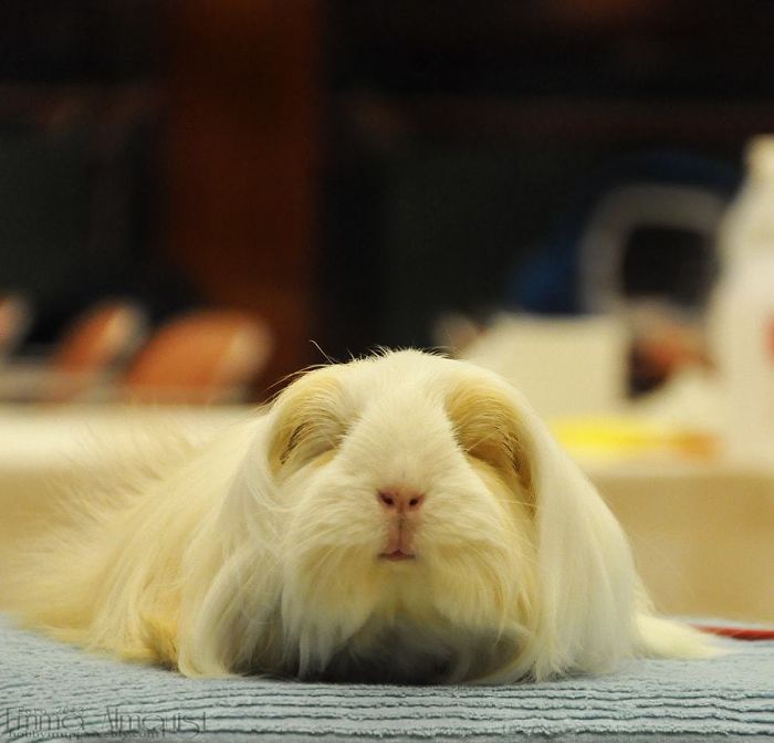 53 Guinea Pigs With The Most Majestic Hair 53 Guinea Pigs With The Most Majestic Hair