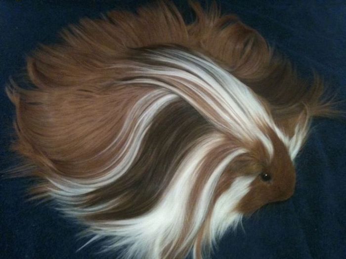 53 Guinea Pigs With The Most Majestic Hair 53 Guinea Pigs With The Most Majestic Hair