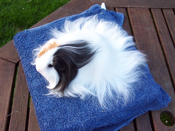 53 Guinea Pigs With The Most Majestic Hair 53 Guinea Pigs With The Most Majestic Hair