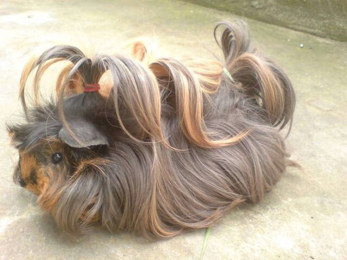 53 Guinea Pigs With The Most Majestic Hair 53 Guinea Pigs With The Most Majestic Hair