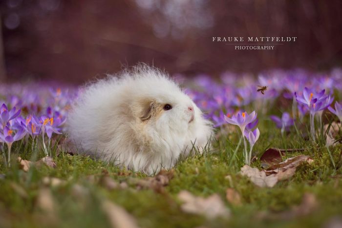 53 Guinea Pigs With The Most Majestic Hair 53 Guinea Pigs With The Most Majestic Hair