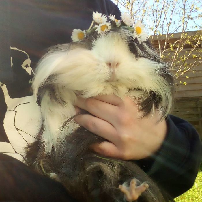 53 Guinea Pigs With The Most Majestic Hair 53 Guinea Pigs With The Most Majestic Hair