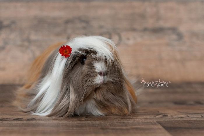 53 Guinea Pigs With The Most Majestic Hair 53 Guinea Pigs With The Most Majestic Hair