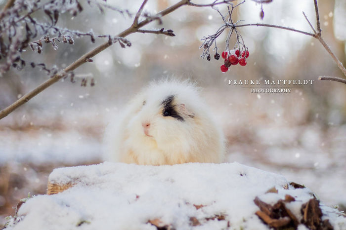 53 Guinea Pigs With The Most Majestic Hair 53 Guinea Pigs With The Most Majestic Hair