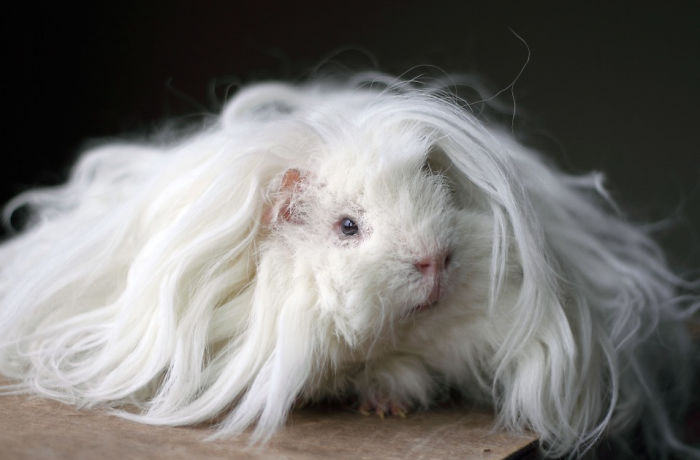 53 Guinea Pigs With The Most Majestic Hair 53 Guinea Pigs With The Most Majestic Hair