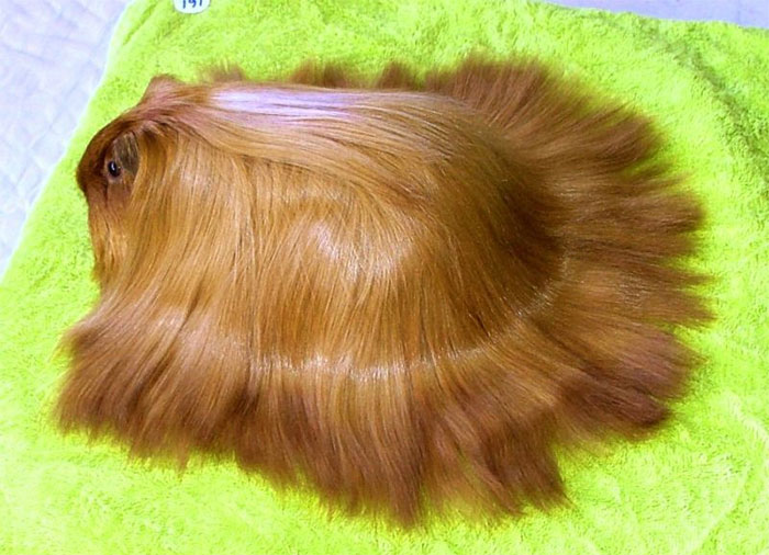53 Guinea Pigs With The Most Majestic Hair 53 Guinea Pigs With The Most Majestic Hair