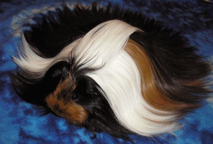 53 Guinea Pigs With The Most Majestic Hair 53 Guinea Pigs With The Most Majestic Hair