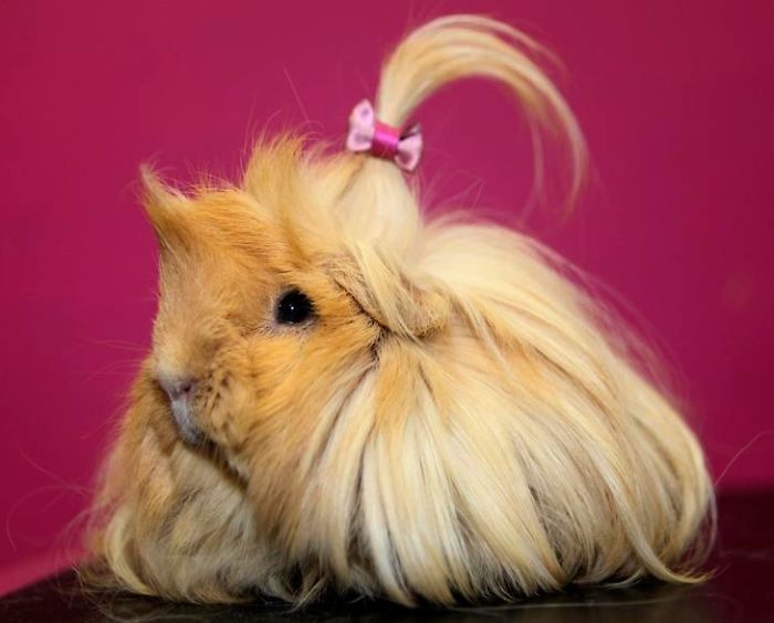 53 Guinea Pigs With The Most Majestic Hair 53 Guinea Pigs With The Most Majestic Hair