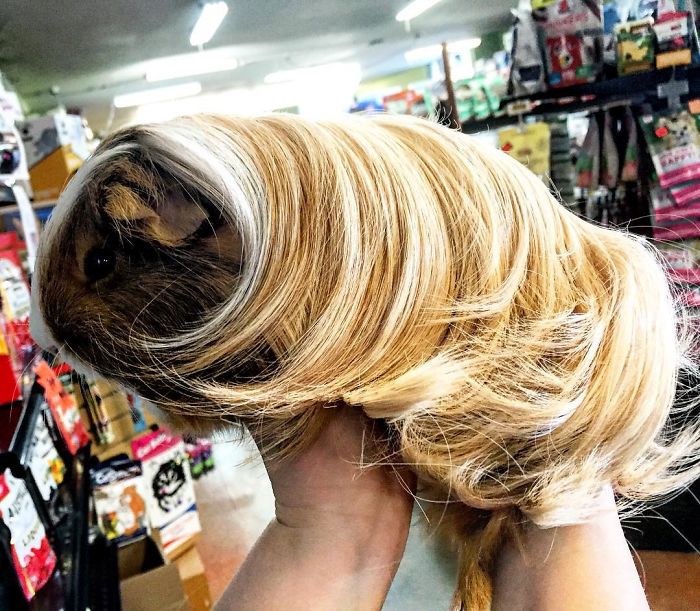 53 Guinea Pigs With The Most Majestic Hair 53 Guinea Pigs With The Most Majestic Hair
