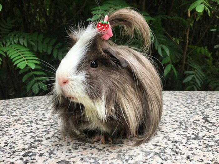 53 Guinea Pigs With The Most Majestic Hair 53 Guinea Pigs With The Most Majestic Hair