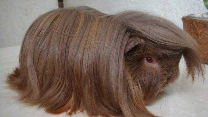53 Guinea Pigs With The Most Majestic Hair 53 Guinea Pigs With The Most Majestic Hair