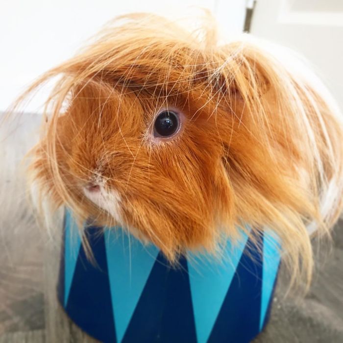 53 Guinea Pigs With The Most Majestic Hair 53 Guinea Pigs With The Most Majestic Hair
