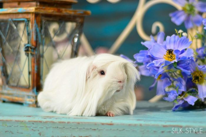 53 Guinea Pigs With The Most Majestic Hair 53 Guinea Pigs With The Most Majestic Hair