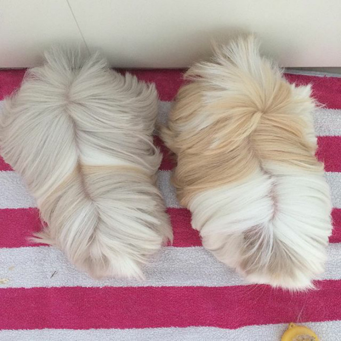 53 Guinea Pigs With The Most Majestic Hair 53 Guinea Pigs With The Most Majestic Hair