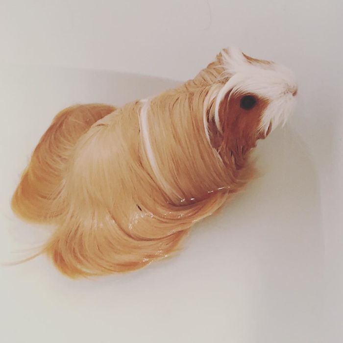 53 Guinea Pigs With The Most Majestic Hair 53 Guinea Pigs With The Most Majestic Hair