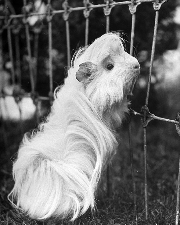 53 Guinea Pigs With The Most Majestic Hair 53 Guinea Pigs With The Most Majestic Hair