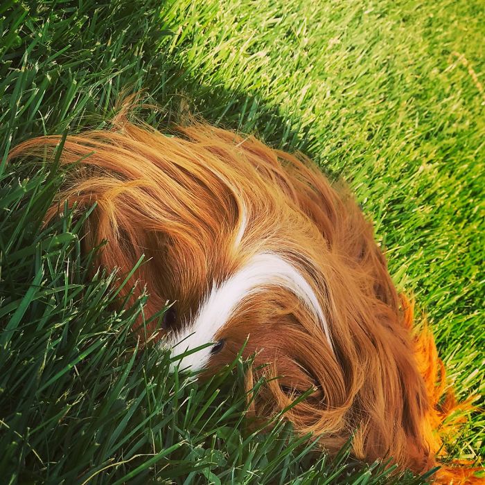 53 Guinea Pigs With The Most Majestic Hair 53 Guinea Pigs With The Most Majestic Hair