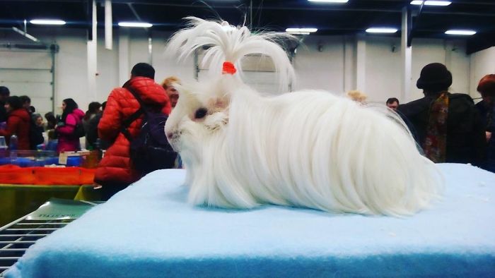 53 Guinea Pigs With The Most Majestic Hair 53 Guinea Pigs With The Most Majestic Hair