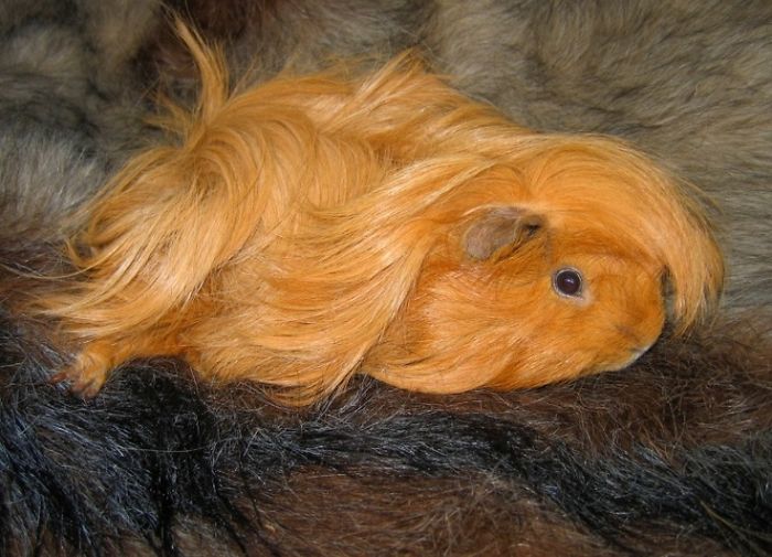 53 Guinea Pigs With The Most Majestic Hair 53 Guinea Pigs With The Most Majestic Hair