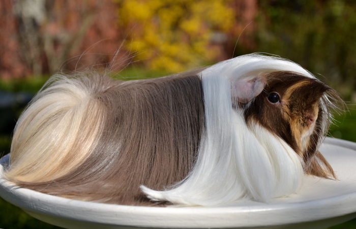 53 Guinea Pigs With The Most Majestic Hair 53 Guinea Pigs With The Most Majestic Hair