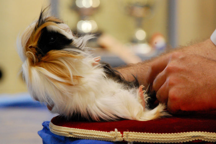 53 Guinea Pigs With The Most Majestic Hair 53 Guinea Pigs With The Most Majestic Hair