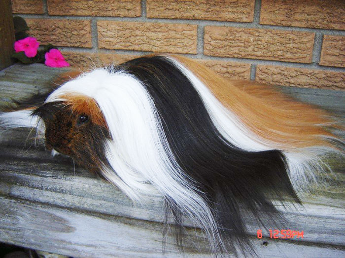 53 Guinea Pigs With The Most Majestic Hair 53 Guinea Pigs With The Most Majestic Hair