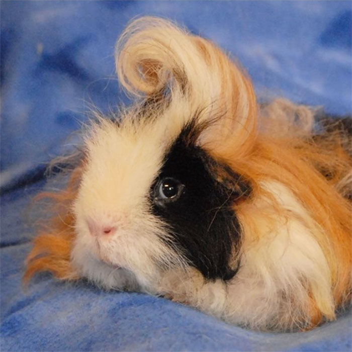 53 Guinea Pigs With The Most Majestic Hair 53 Guinea Pigs With The Most Majestic Hair