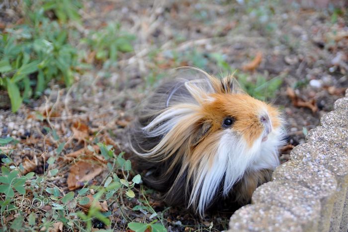 53 Guinea Pigs With The Most Majestic Hair 53 Guinea Pigs With The Most Majestic Hair