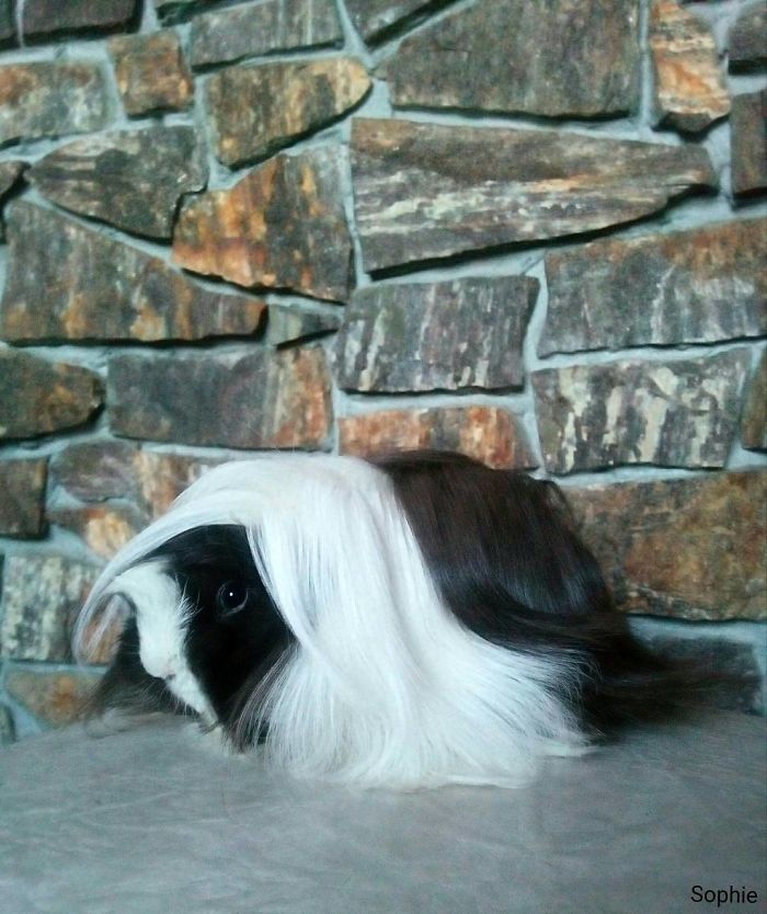 53 Guinea Pigs With The Most Majestic Hair 53 Guinea Pigs With The Most Majestic Hair