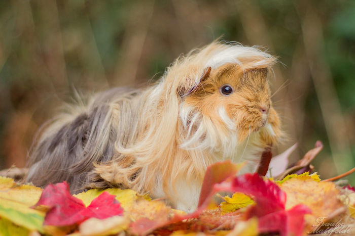 53 Guinea Pigs With The Most Majestic Hair 53 Guinea Pigs With The Most Majestic Hair