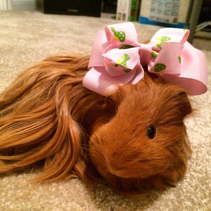 53 Guinea Pigs With The Most Majestic Hair 53 Guinea Pigs With The Most Majestic Hair