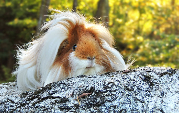 53 Guinea Pigs With The Most Majestic Hair 53 Guinea Pigs With The Most Majestic Hair