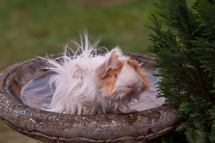 53 Guinea Pigs With The Most Majestic Hair 53 Guinea Pigs With The Most Majestic Hair